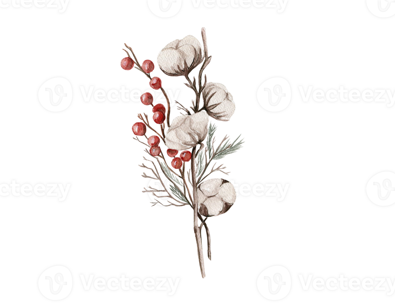 Cotton branches and red berries composition . png