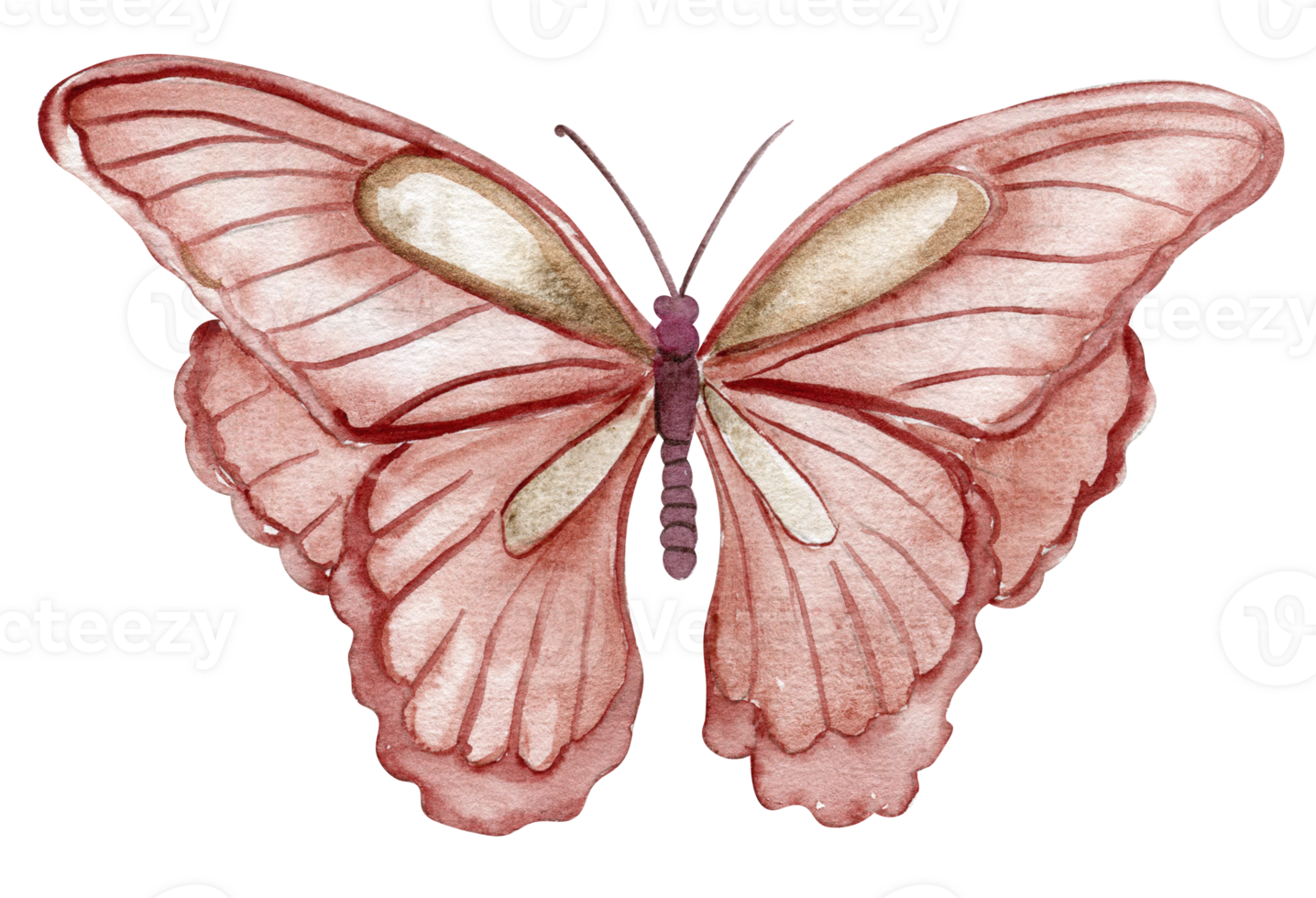 Watercolor colorful butterfly. Illustration of monarch butterfly.Hand drawn insect illustration png