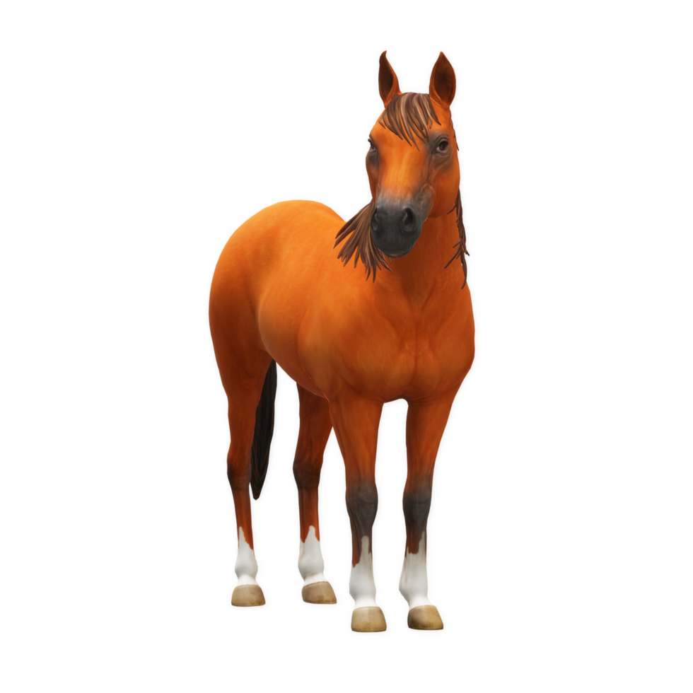 cavalo isolado em fundo png