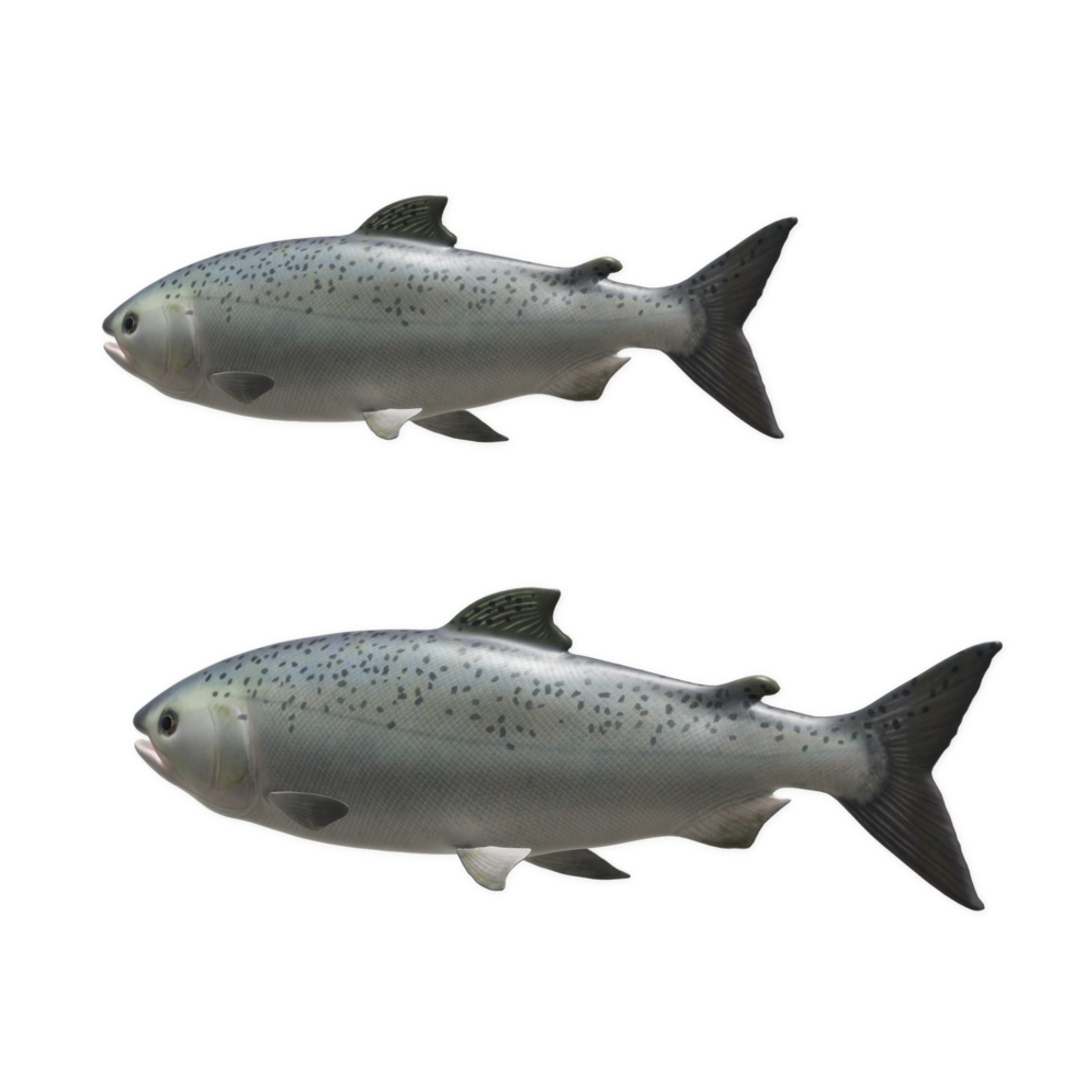 fish isolated on background png
