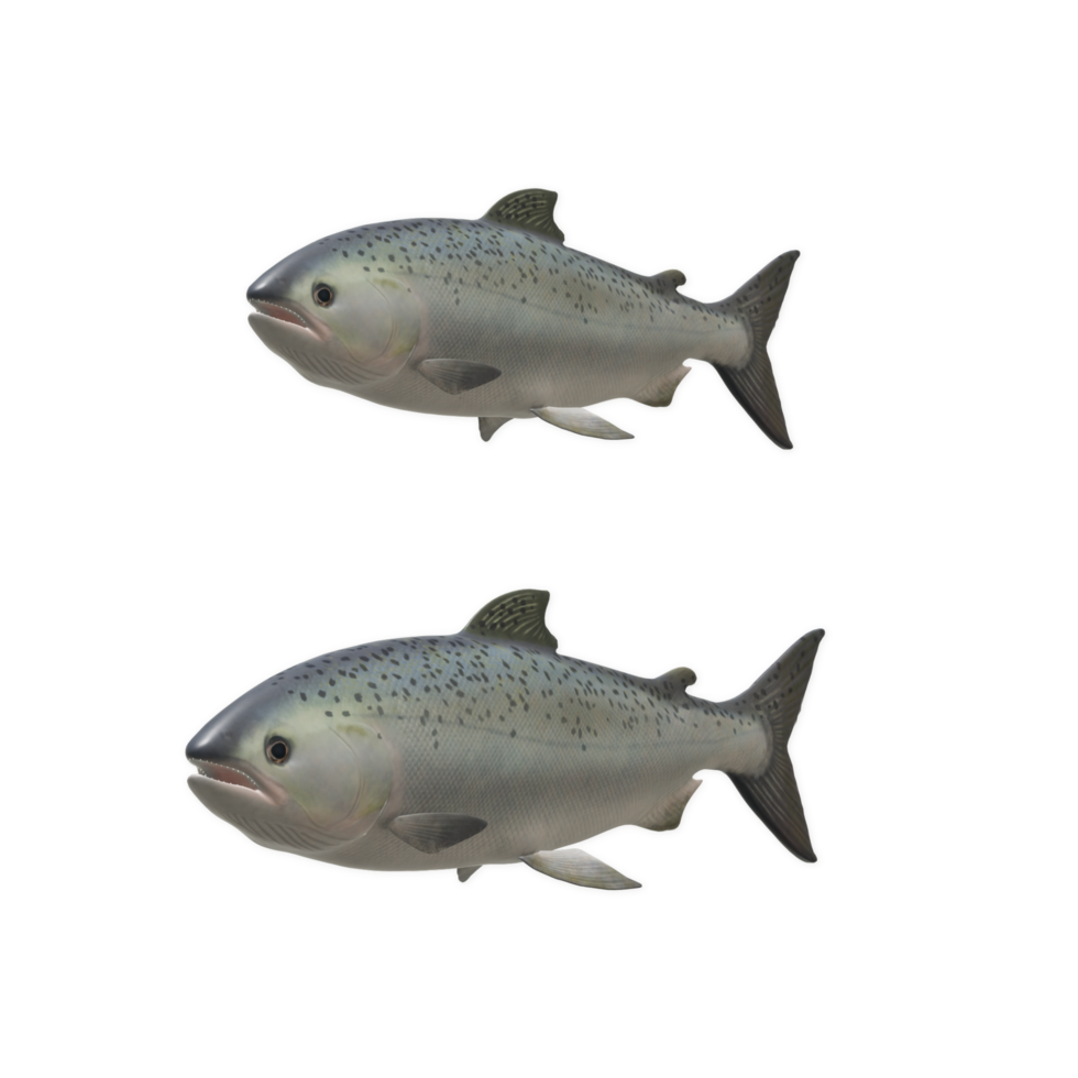 fish isolated on background png