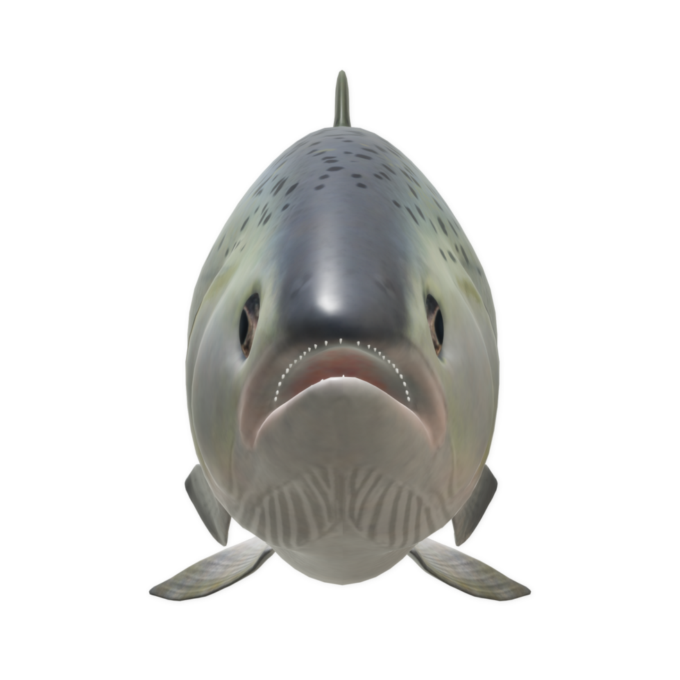 fish isolated on background png