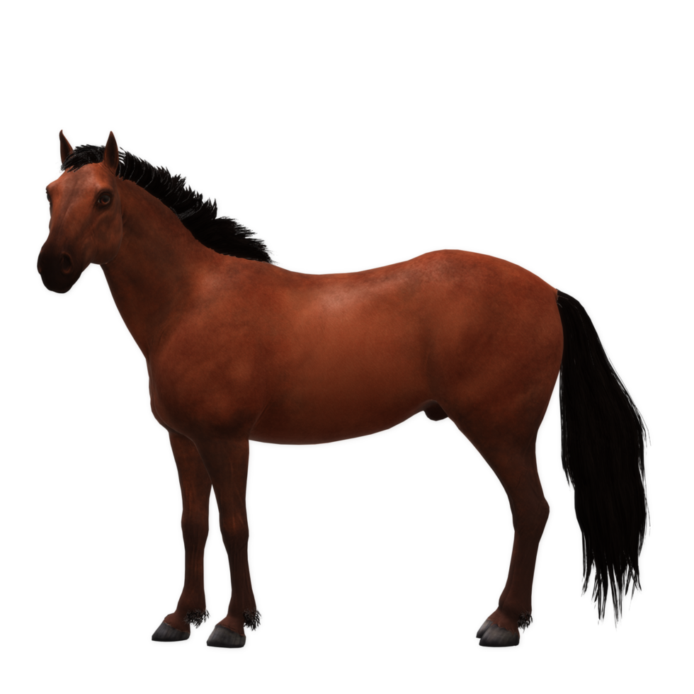 horse isolated on background png