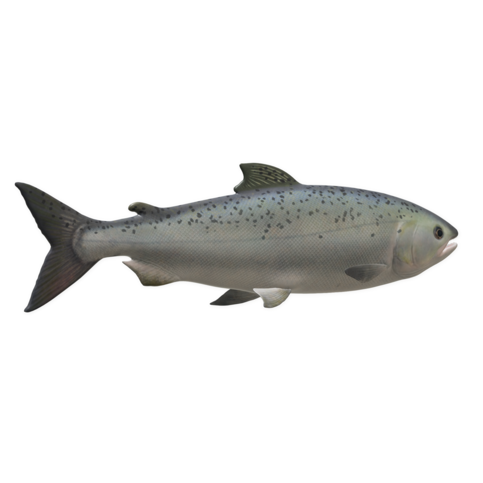 fish isolated on background png