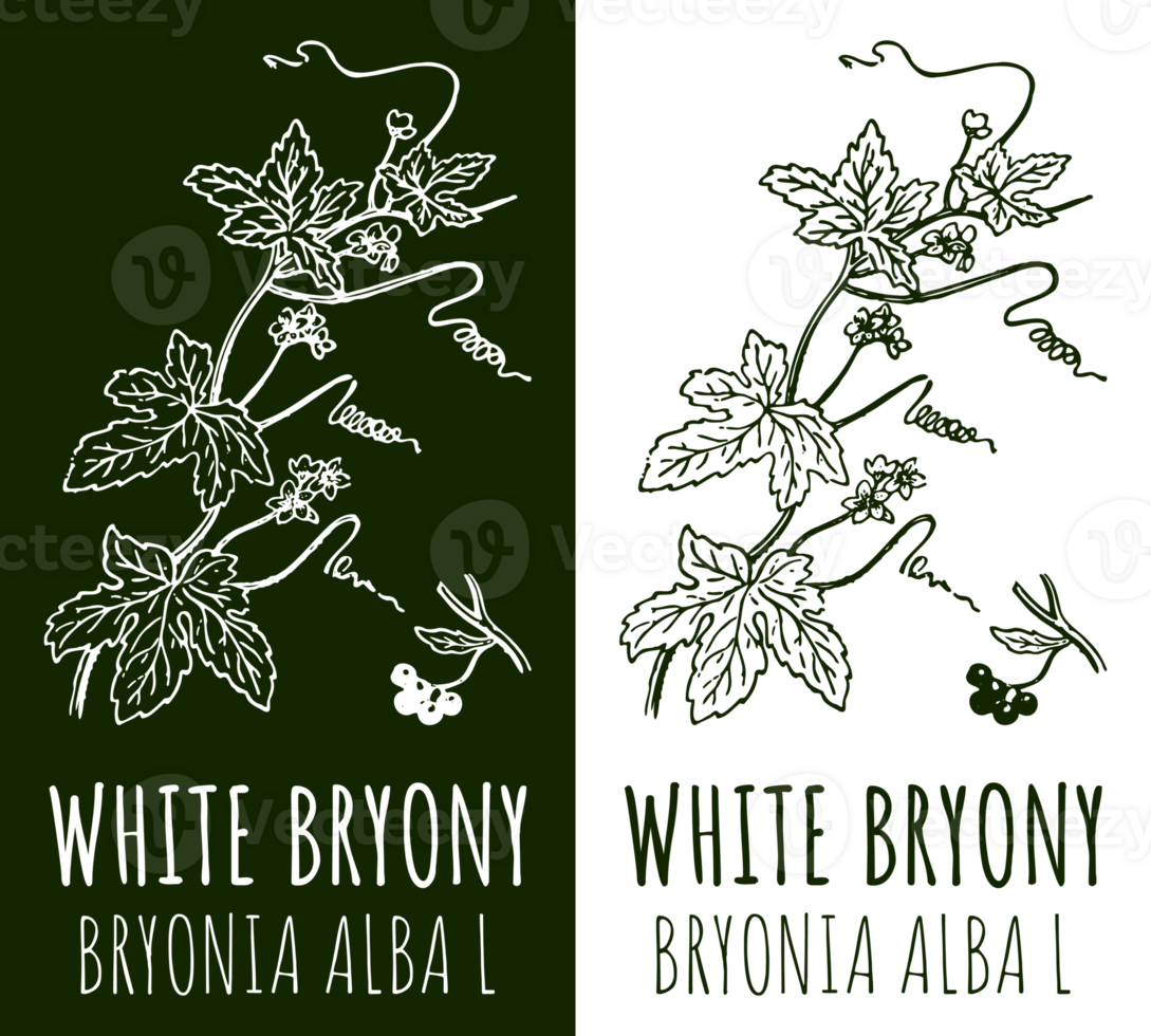 Drawings WHITE BRYONY . Hand drawn illustration. Latin name BRYONIA ALBA L. png