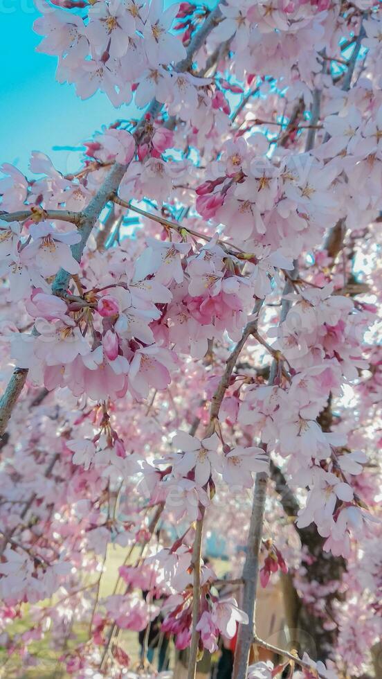 Sakura cherry blossom taken in spring in Japan photo