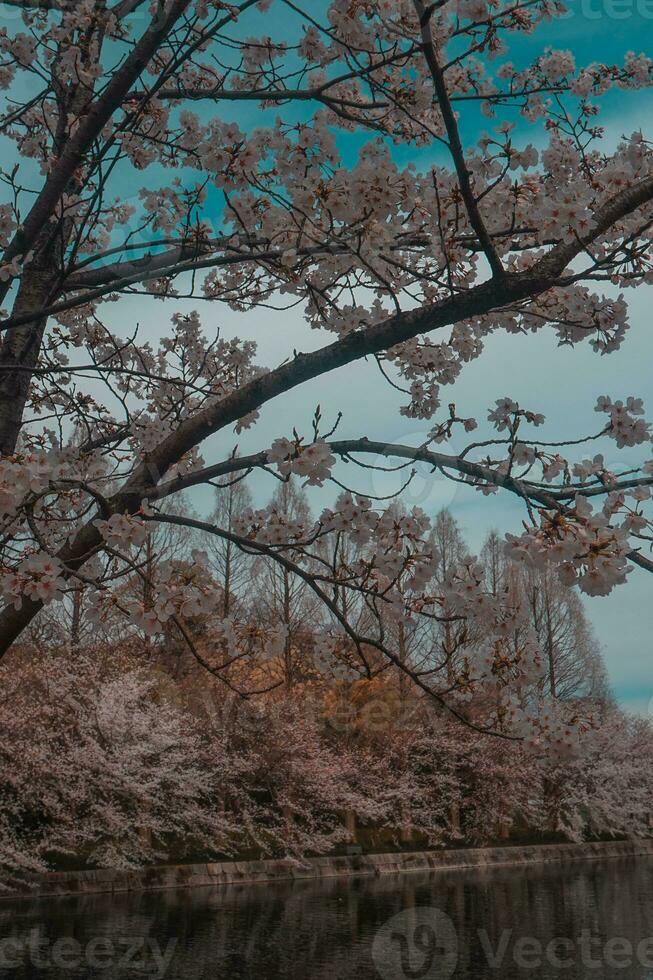 beautiful pink sakura cherry blossom flowers blooming in the garden in spring photo