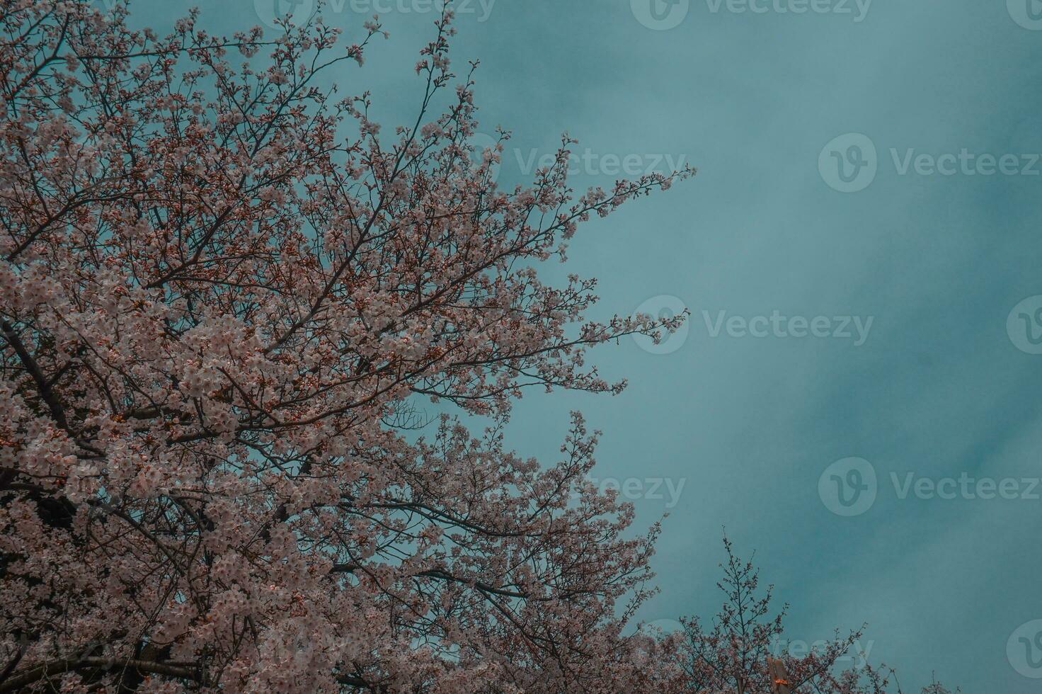 beautiful pink sakura cherry blossom flowers blooming in the garden in spring photo