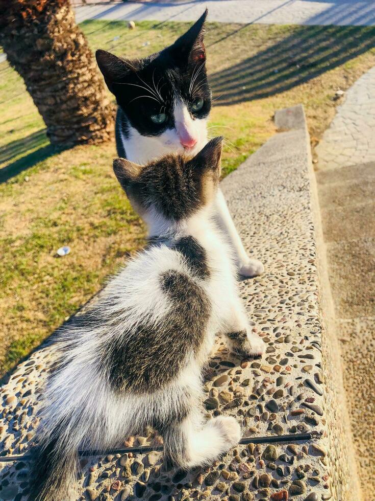 Cat mom pride watches her kitten grow photo