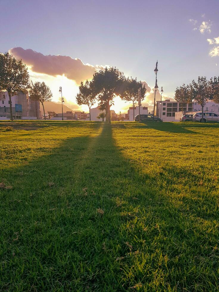 verde césped y puestas de sol un Perfecto combinación para ambiental salud foto