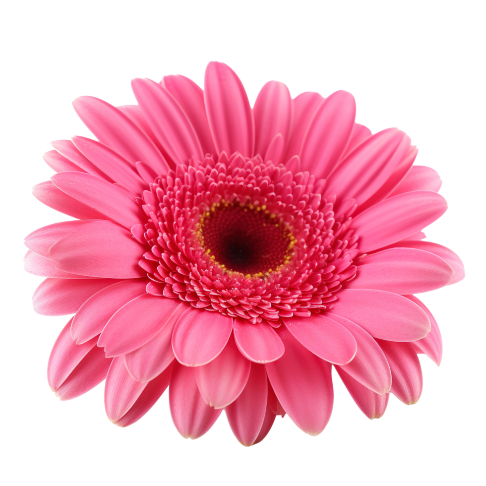 Pink Gerber isolated on transparent background. png