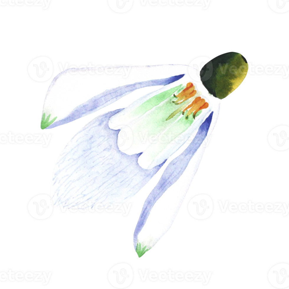 Watercolor snowdrop. Botanical illustration of flower. Watercolor illustration of plant on a transparent background. Bud, flower, inflorescence. For print, design and decor. png