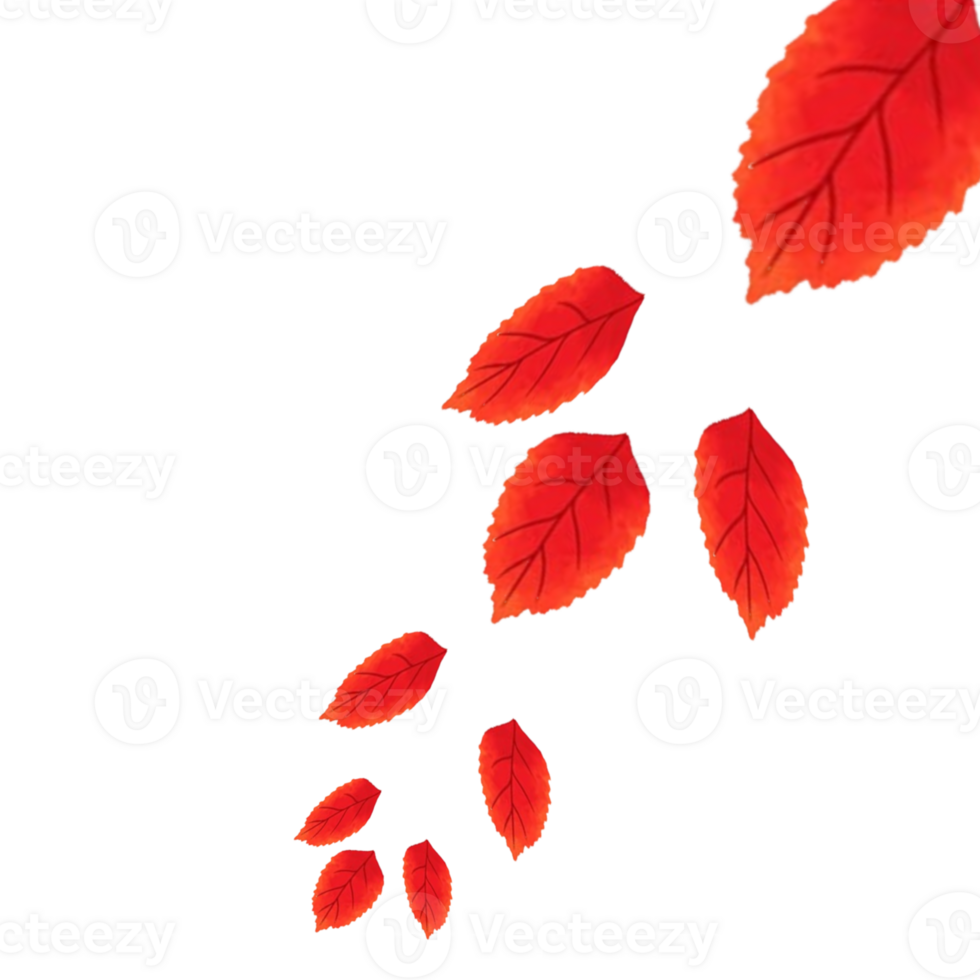 Autumn leaves borders. Nature design elements. Fall maple leaves for decoration. png