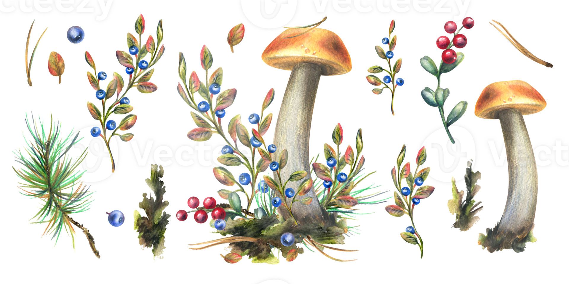 Mushrooms forest boletus with grass, blueberries, moss and cone