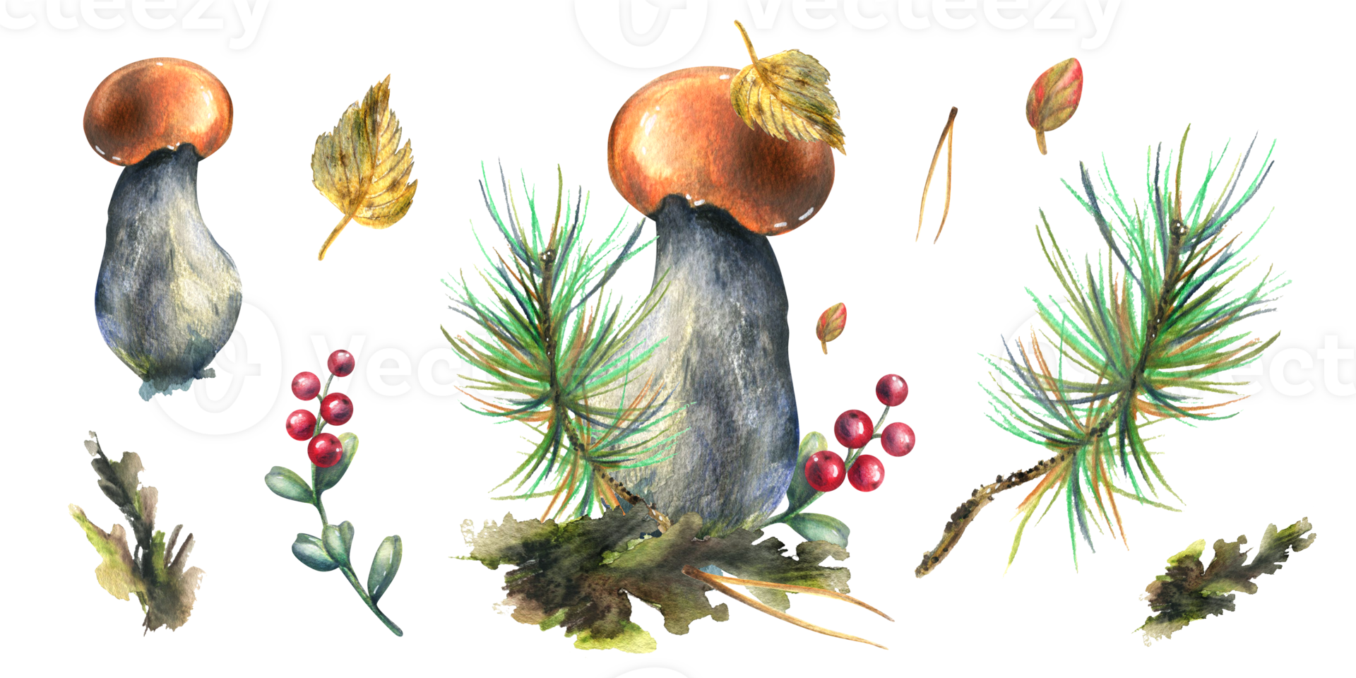 Mushrooms forest boletus with grass, blueberries, moss and cone. watercolor illustration, hand drawn. Isolated composition with elements png