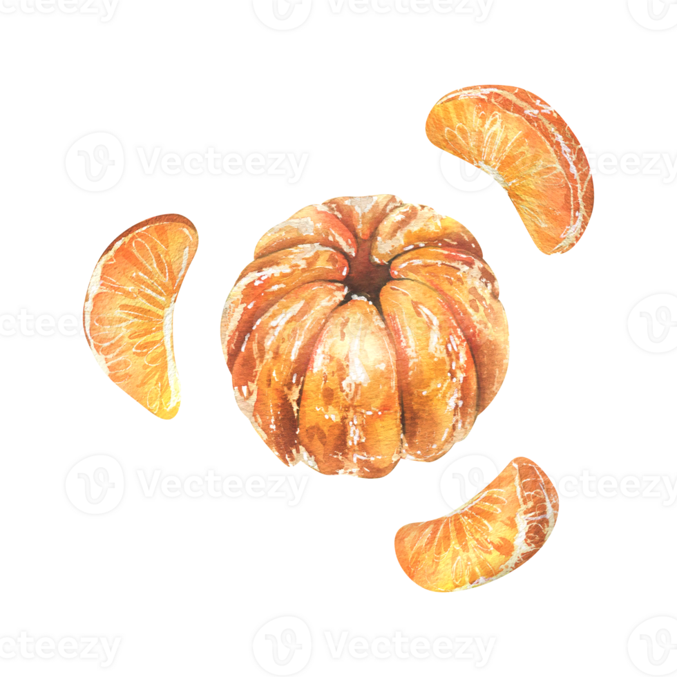 Peeled orange tangerine with individual slices. Watercolor illustration, hand drawn. Set of isolated elements png