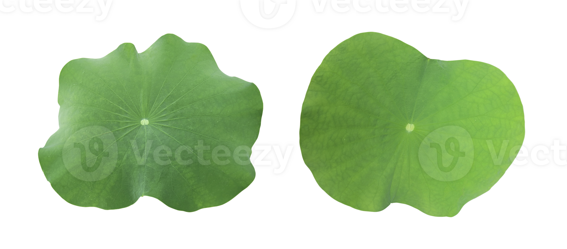 A Lotus leaf, transparent background png