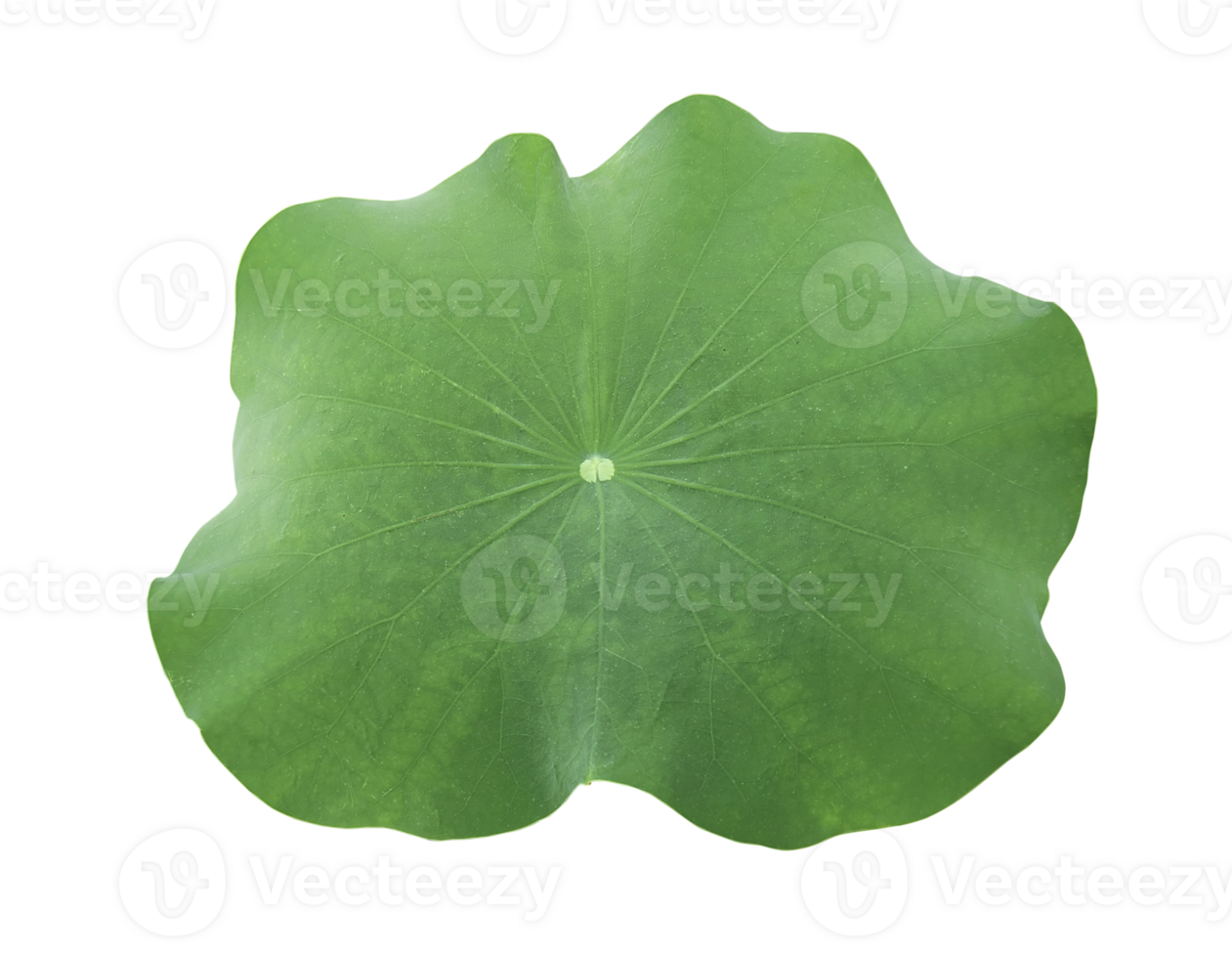 A Lotus leaf, transparent background png