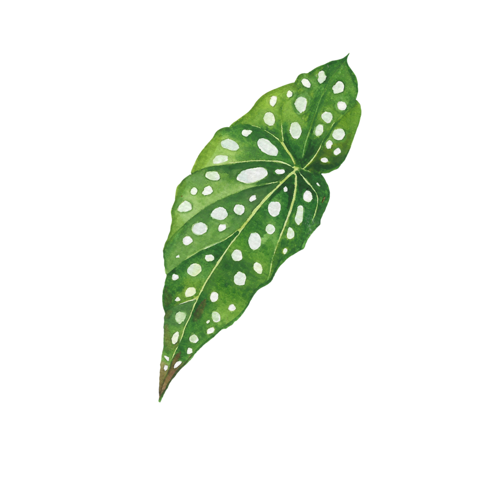 Watercolor painted tropical leaf, Hand drawn green leaf png