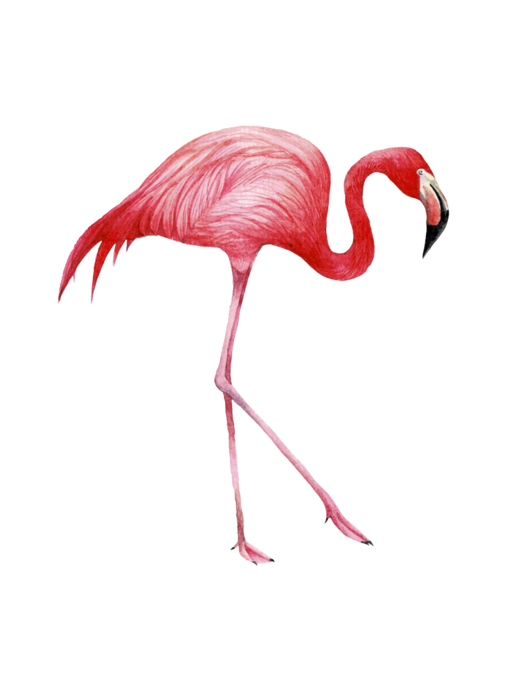 Watercolor pink flamingo, Tropical exotic bird rose flamingo png