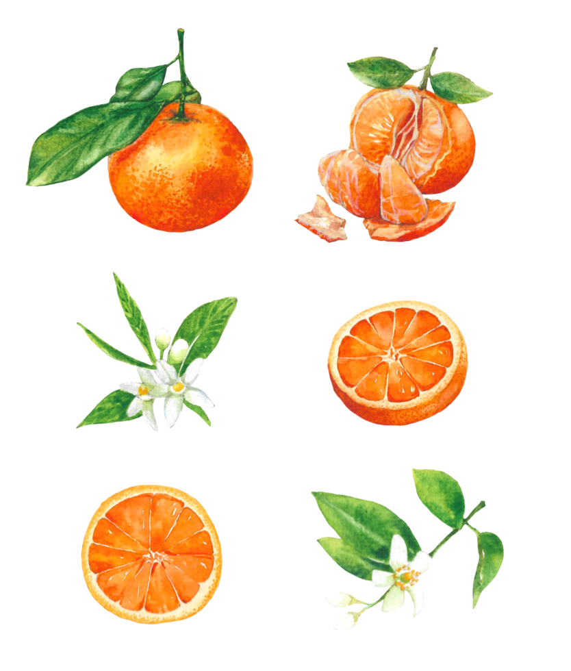 Watercolor illustration of orange fruit png