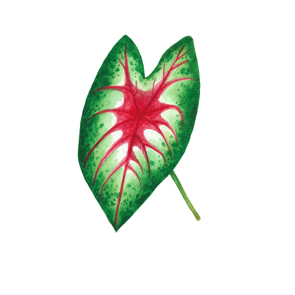 Watercolor painted tropical leaf, Hand drawn green leaf png