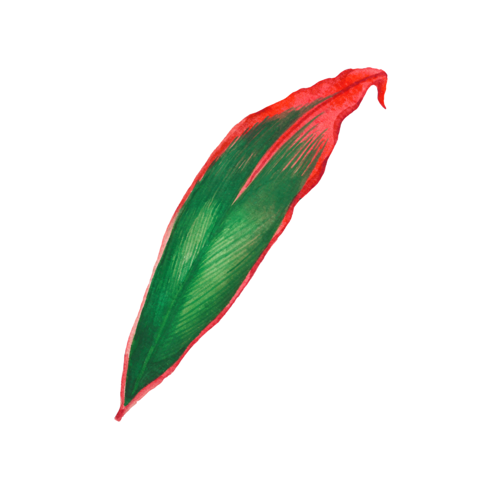 Watercolor painted tropical leaf, Hand drawn green leaf png