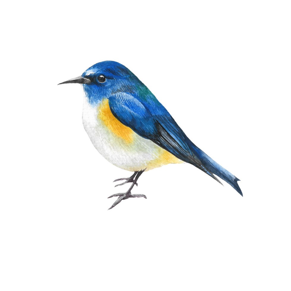 Watercolor painted beautiful bird, Hand drawn colorful bird png