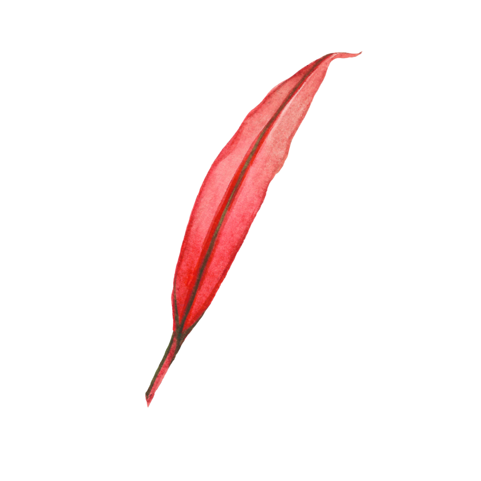 Watercolor painted tropical leaf, Hand drawn green leaf png