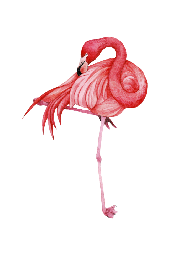Watercolor pink flamingo, Tropical exotic bird rose flamingo png