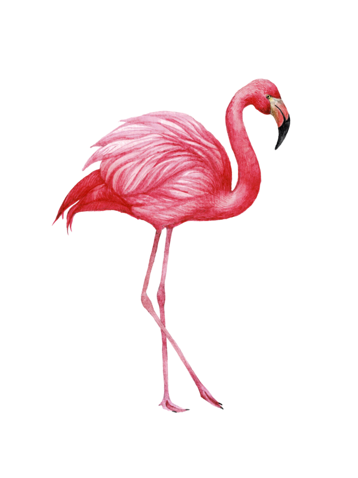 Watercolor pink flamingo, Tropical exotic bird rose flamingo png