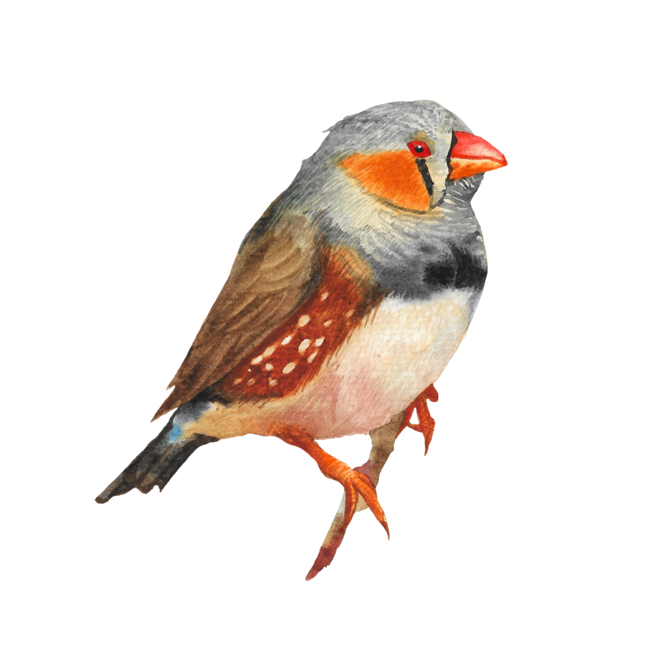 Watercolor painted beautiful bird, Hand drawn colorful bird png