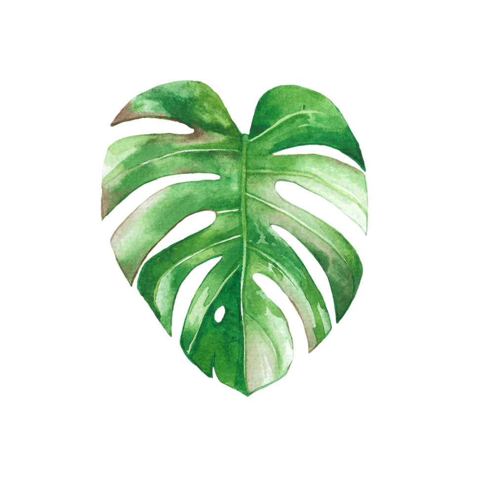 Watercolor painted tropical leaf, Hand drawn green leaf png
