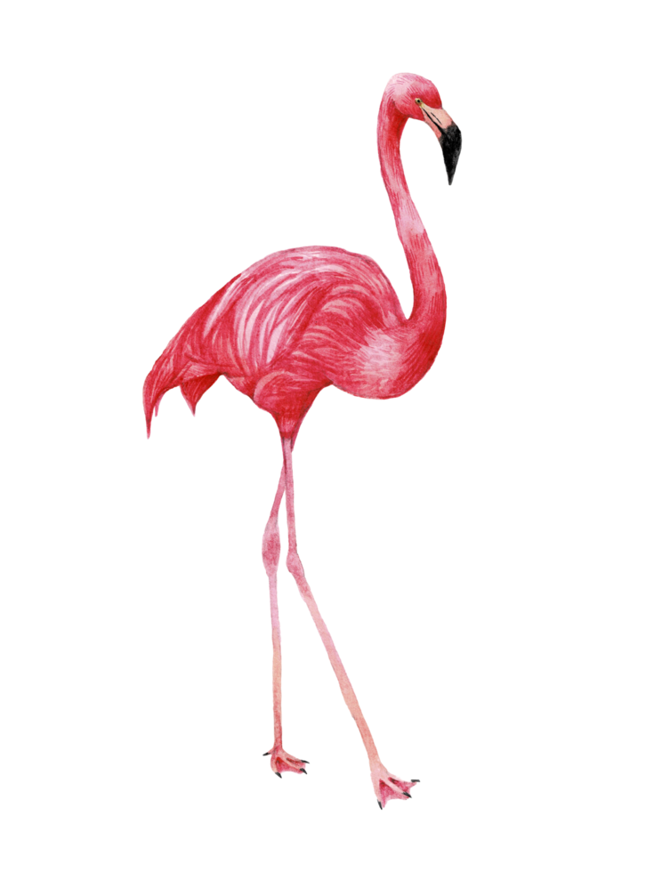 Watercolor pink flamingo, Tropical exotic bird rose flamingo png