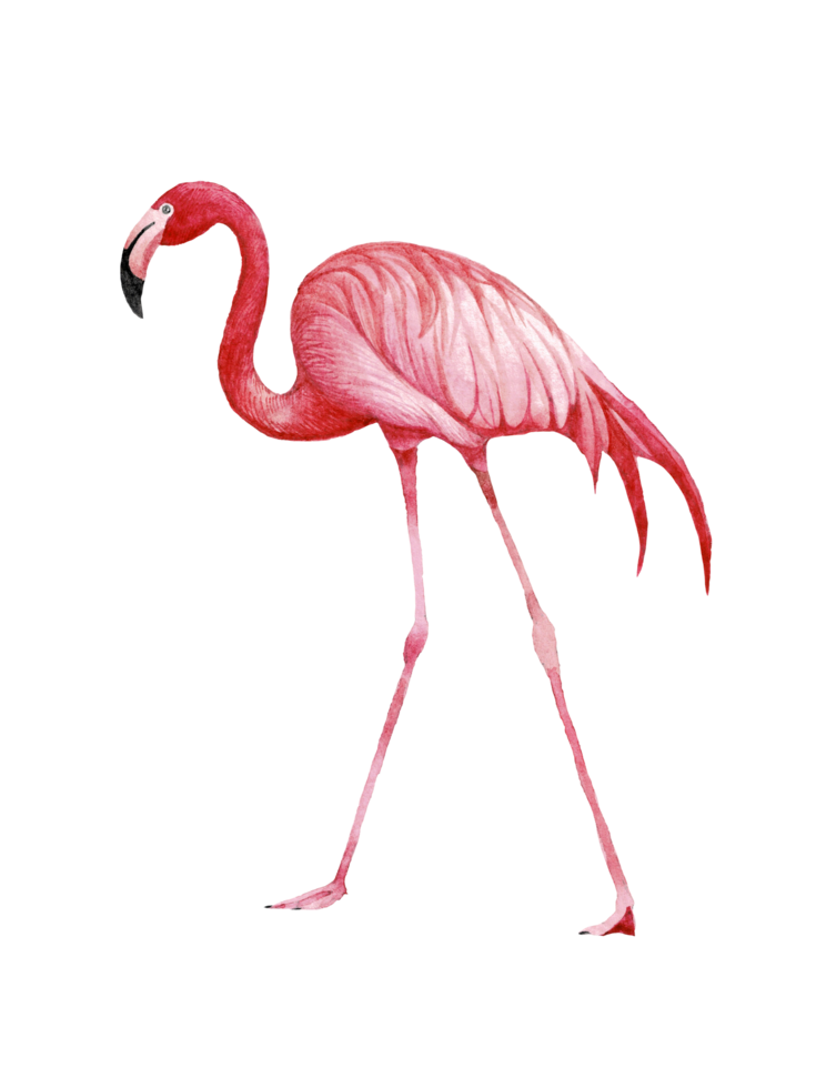 Watercolor pink flamingo, Tropical exotic bird rose flamingo png