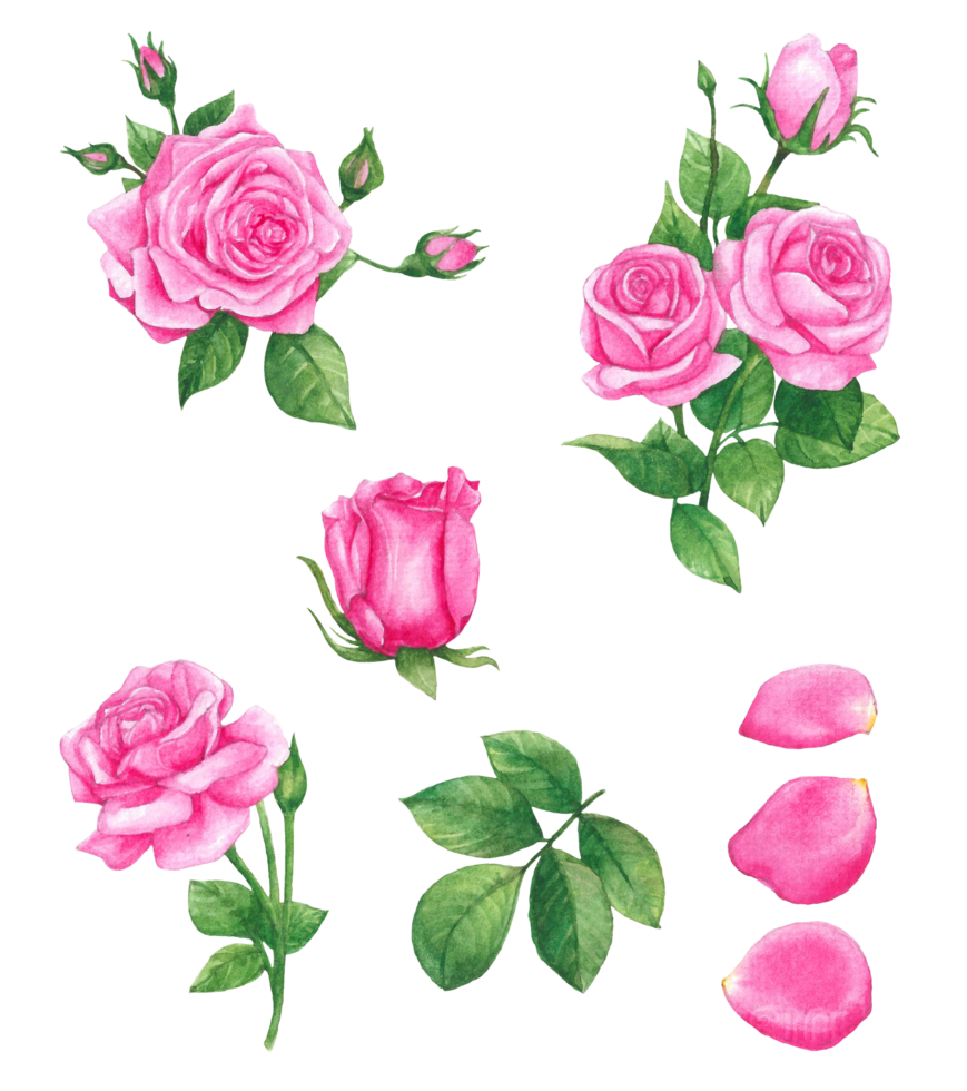 acquerello rosa fiore, bellissimo fiorire elementi png