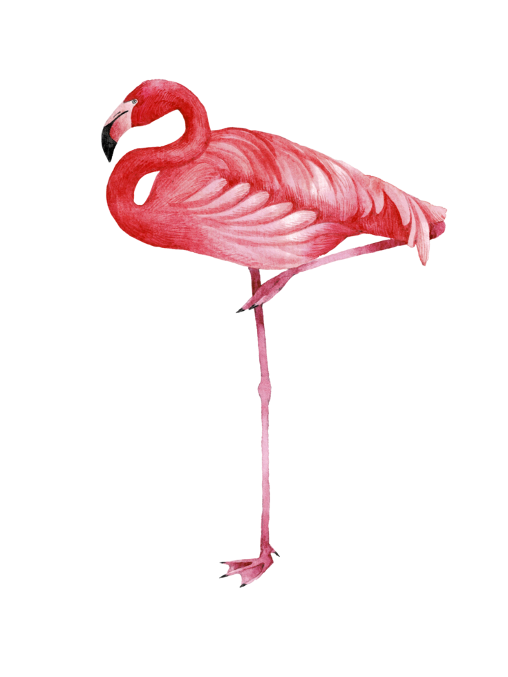 Watercolor pink flamingo, Tropical exotic bird rose flamingo png
