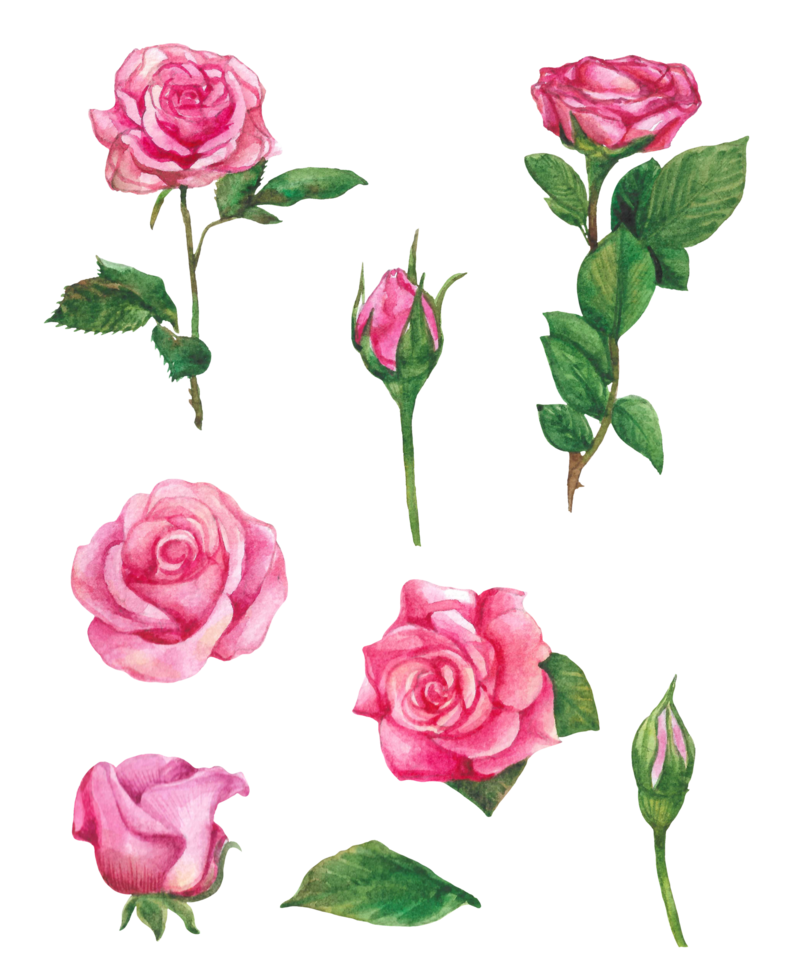 acquerello rosa fiore, bellissimo fiorire elementi png