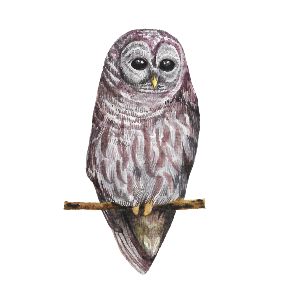 Aquarell gemalt Eule, Hand gezeichnet Nachtzeit Vogel png