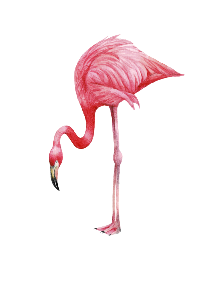Watercolor pink flamingo, Tropical exotic bird rose flamingo png