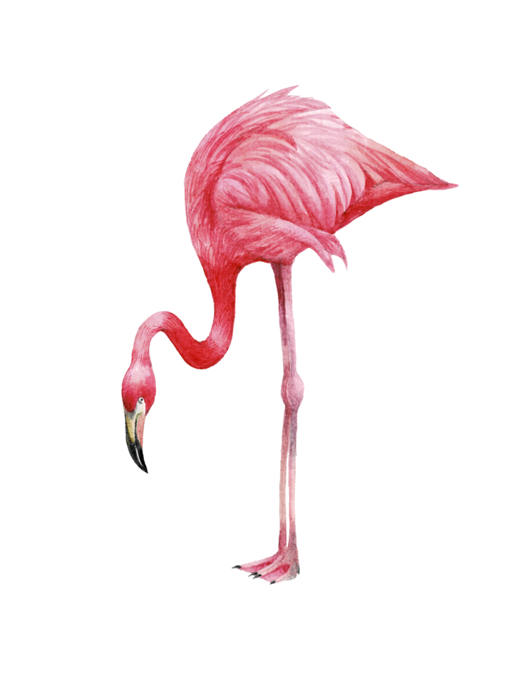 waterverf roze flamingo, tropisch exotisch vogel roos flamingo png