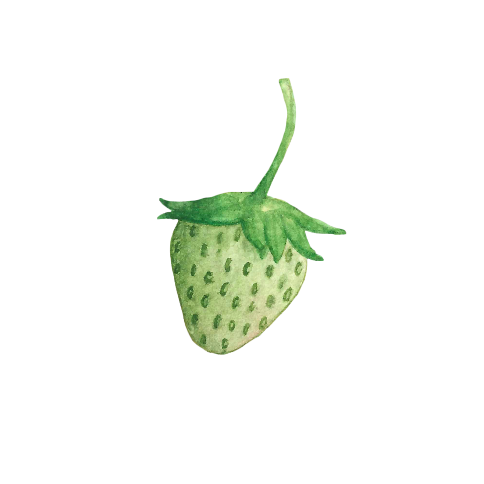 hermosa acuarela ilustración de fresa Fruta png