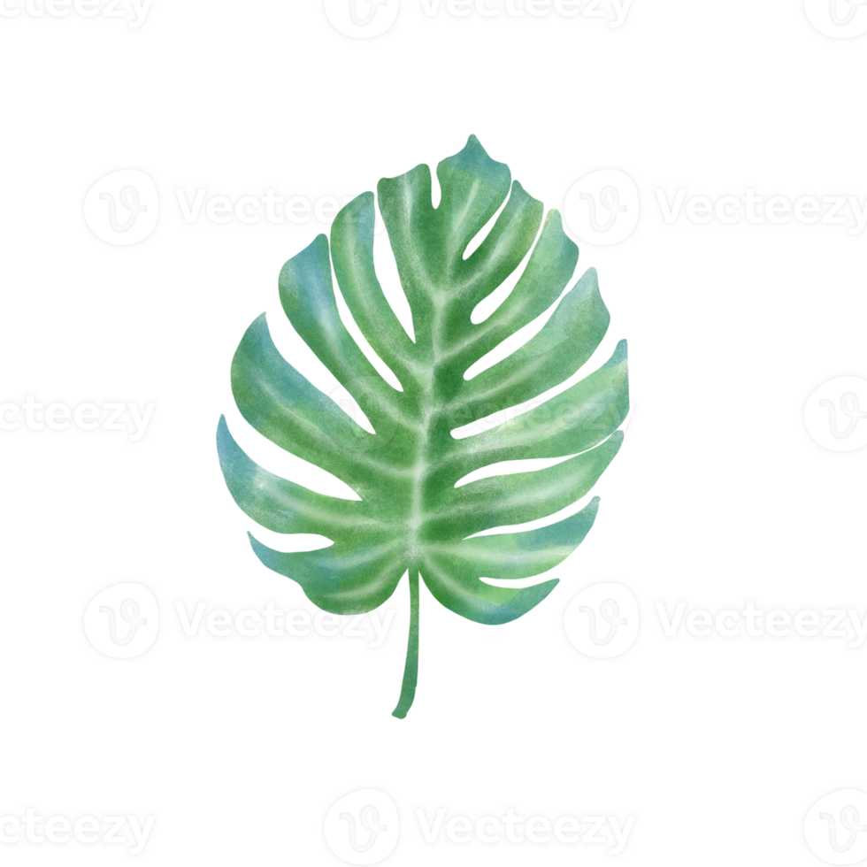 green leaf summer png