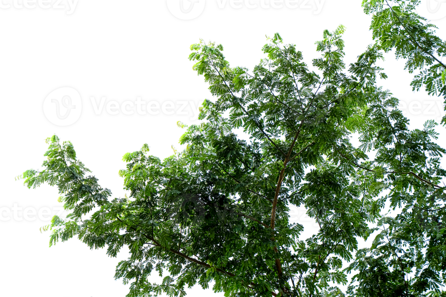 Ast von ein Baum isoliert png