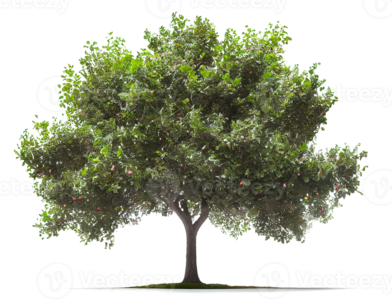 Pomme arbre. magnifique arbre sur une transparent Contexte. génératif ai png