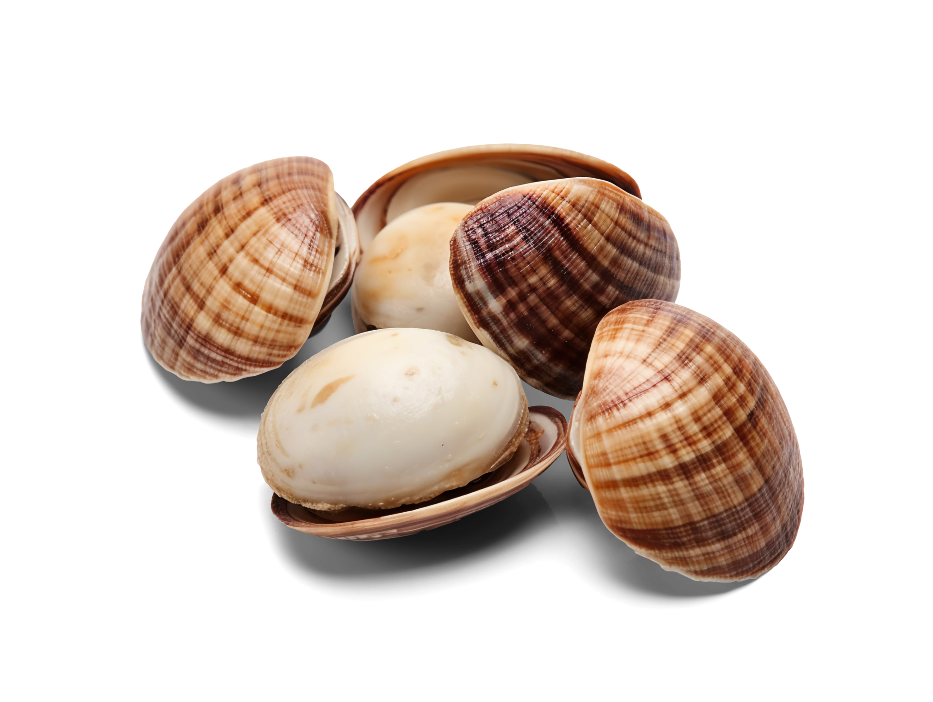 Asari clams isolated on transparent background, png 25222147 PNG