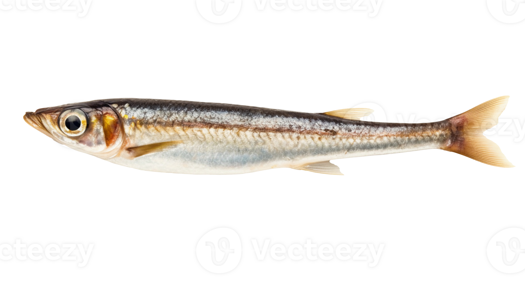 Anchovy isolated on transparent background, png