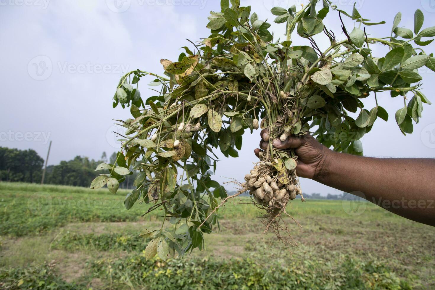 peanut on farmer's hand in the field. Agriculture harvest concept photo