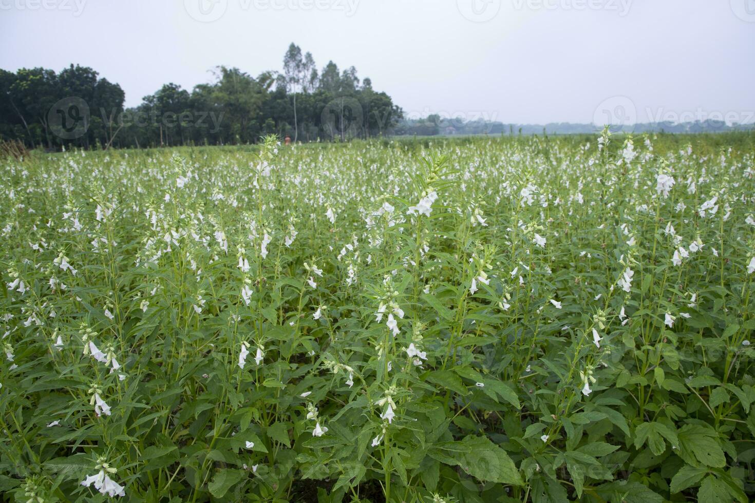 Natural Landscape view of blooming white Sesame flowers planted in the countryside of Bangladesh photo