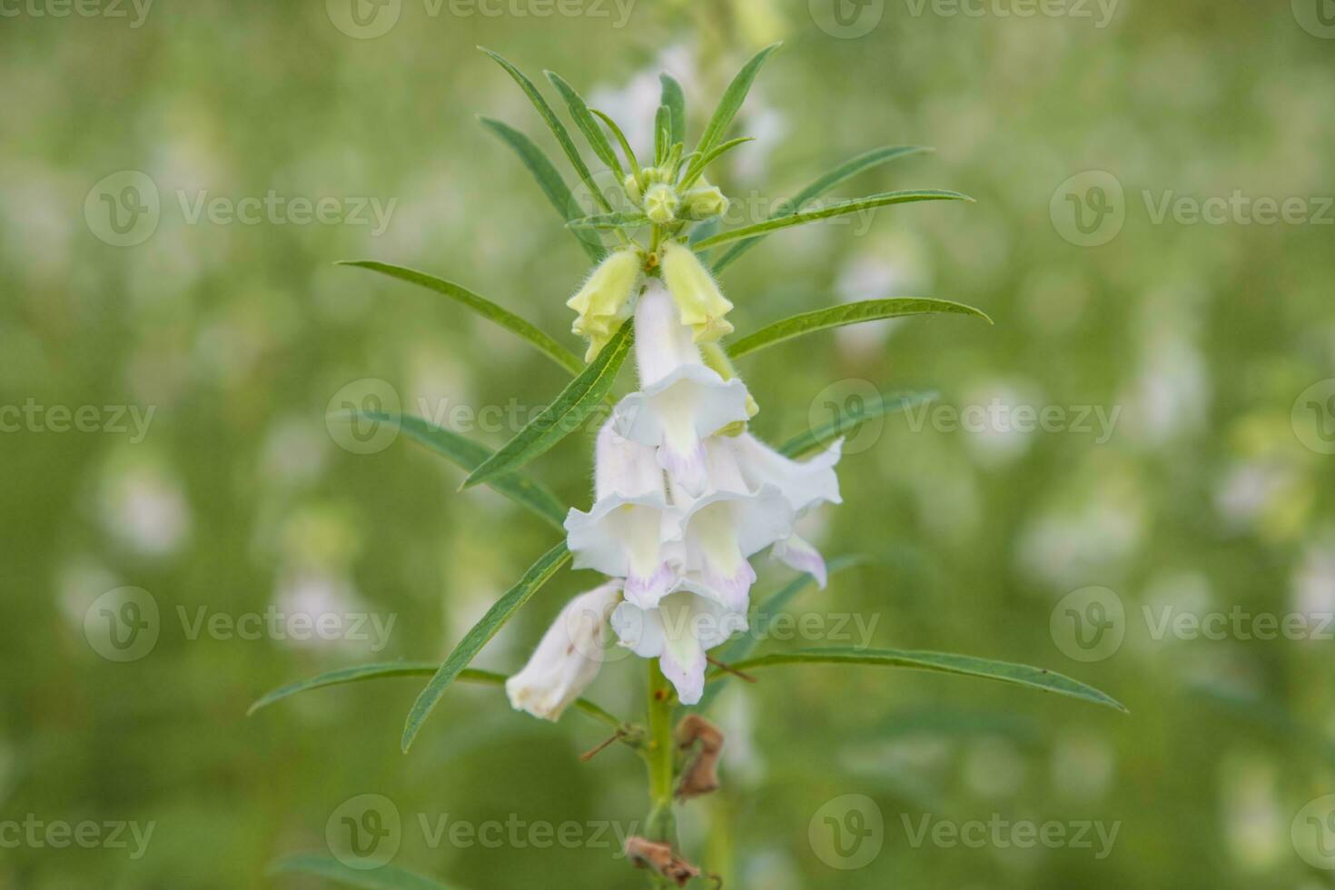 Sesame white flowers in the garden tree with a Blurry background. Selective focus photo